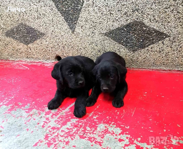 продавам лабрадори , снимка 5 - Лабрадор ретривър - 52679730