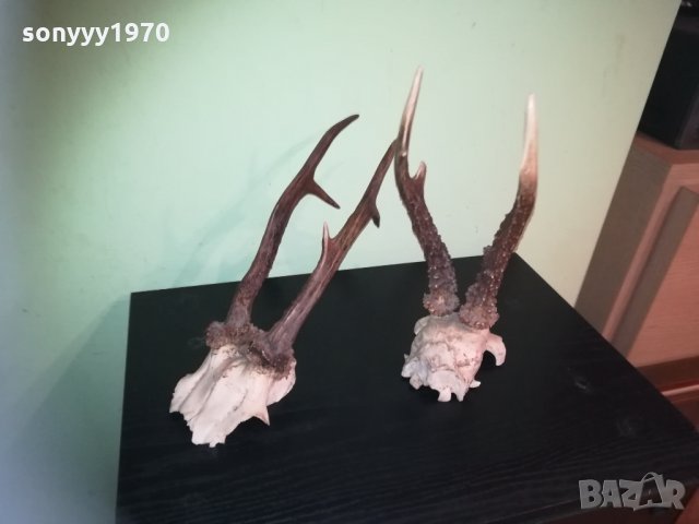 рога-2 чифта-внос швеция 2310201843, снимка 13 - Колекции - 30531821