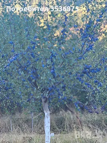 🍑☀️ НАТУРАЛНИ СУШЕНИ НА СЛЪНЦЕ СИНИ СЛИВИ ОТ ЕЛЕНСКИЯ БАЛКАН ☀️🍑, снимка 14 - Домашни продукти - 56139374