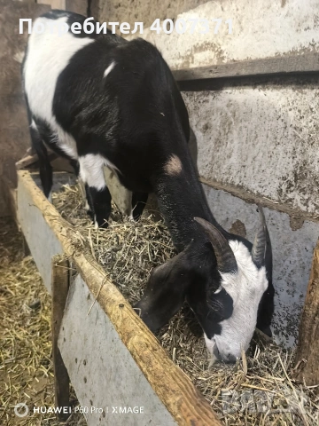 Продавам 2 кози, снимка 7 - Кози - 53029727