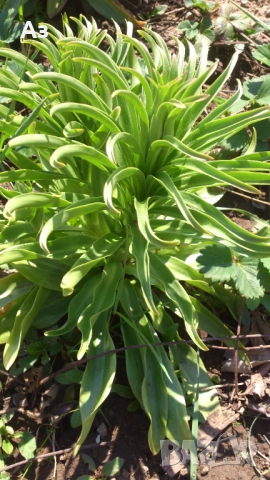 Продавам големи луковици на цветя лилиум за градината, снимка 10 - Сортови семена и луковици - 51555187