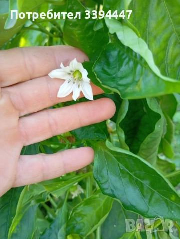 всеки ден прясно откъснати чушки черна капия и зелени , снимка 4 - Разсади - 52229258