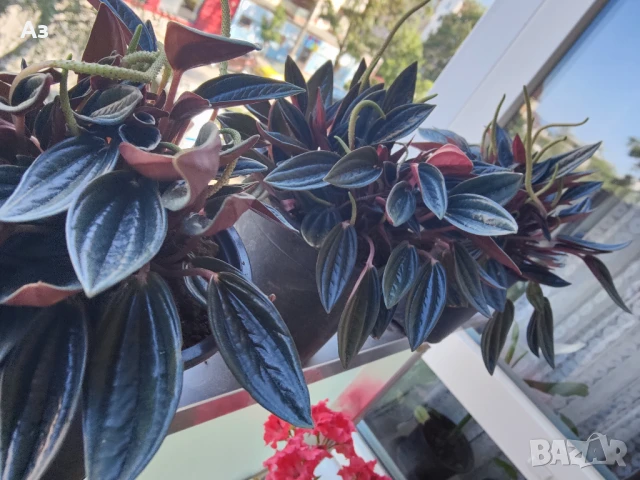 продавам Цветя Пеперомия – 4 налични саксии, снимка 10 - Стайни растения - 50805271