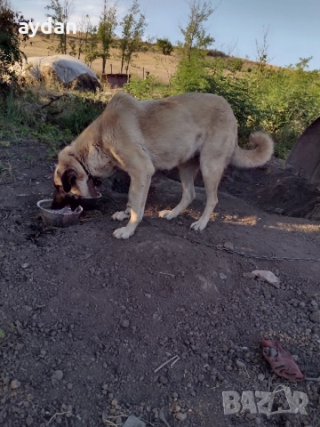 женска на 2 години, снимка 3 - Кангал - 51740025