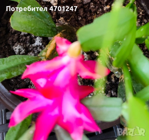 Коледниче-стайно растение, снимка 6 - Стайни растения - 53119893