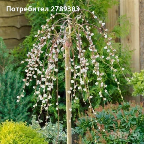 Плачеща върба Salix caprea kilmarnock