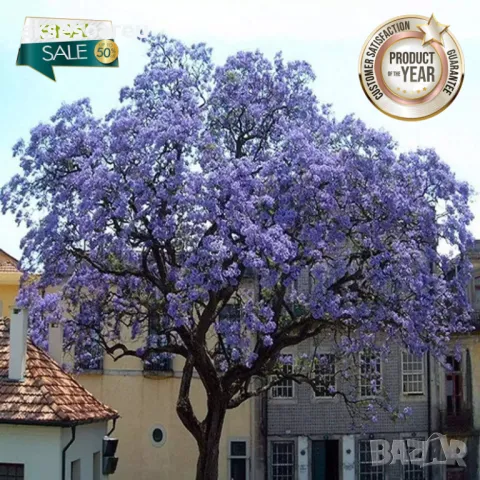 400 качествени семена от красиво декоративно медоносно дърво пауловния томентоса декорация украса, снимка 13 - Сортови семена и луковици - 50387864