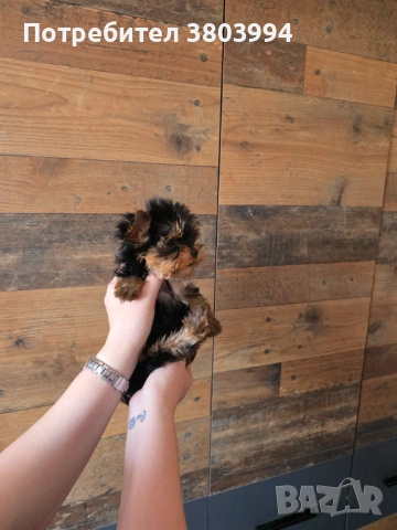 Чистокръвно Мини момиченце, снимка 6 - Йоркширски териер - 54243156