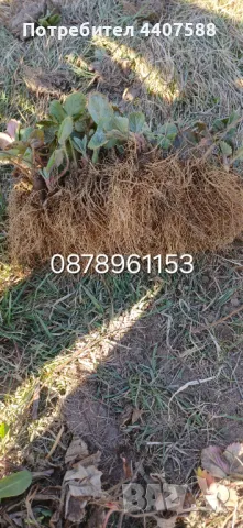 Расзад ягоди и малини 