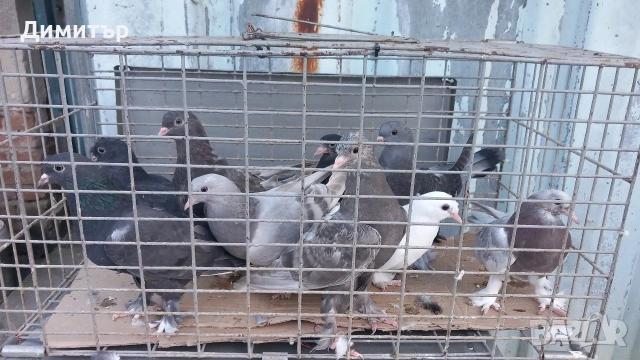 Продавам гълъби Мардини-Турски 