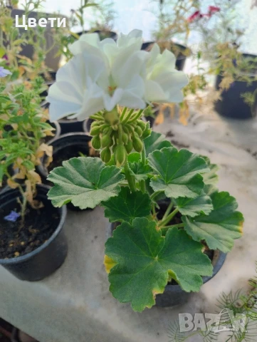 Продавам комплект мушкато , снимка 2 - Градински цветя и растения - 50557640