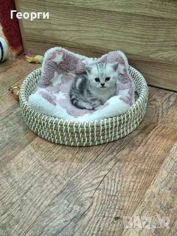 Британски късокосмести, снимка 2 - Британска късокосместа - 52717297