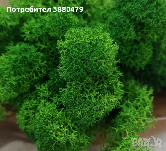 парчета зелен мъх 15 см х 15 см