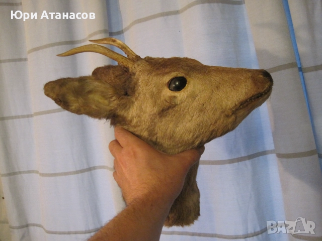 Ловен Трофей Сръндак! , снимка 4 - Декорация за дома - 52584494