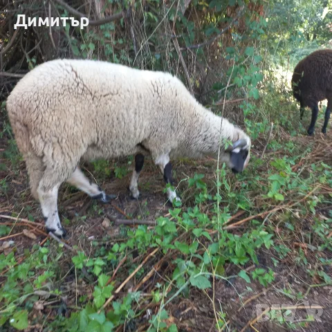 мъжко шиле овне, снимка 5 - Овце - 55873961