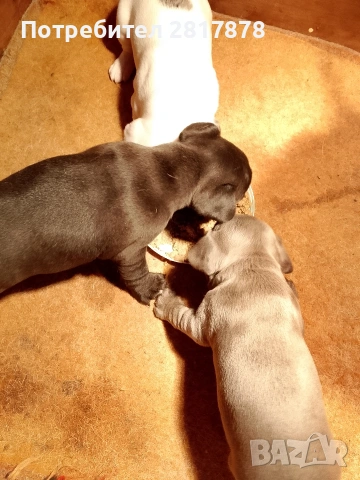 френски булдочета , снимка 2 - Френски булдог - 53274369