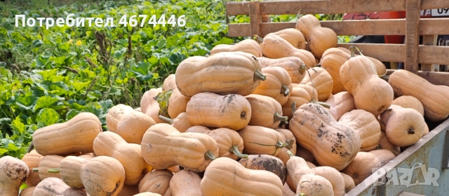 Тиква сорт Матилда и цигулка!