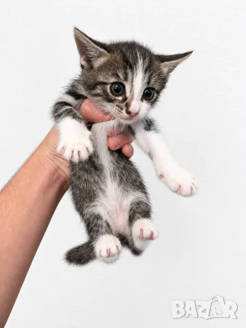 Подарявам 3 малки котенца, снимка 3 - Други - 56075475