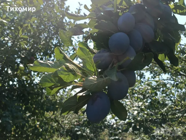Сини сливи Стенлей , снимка 6 - Домашни продукти - 55930738
