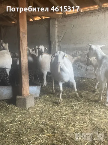 Продавам ялови кози