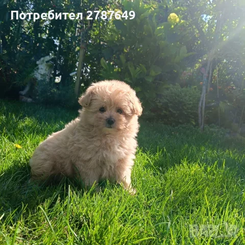 Малтипу Малтипу момиче, снимка 7 - Пудели - 55841951