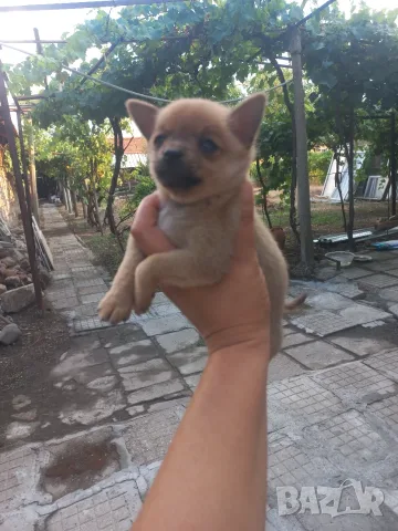Продавам мъжко чихуа, снимка 2 - Чихуахуа - 56011517