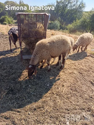 Продавам коза и овце, снимка 2 - Овце - 55748437