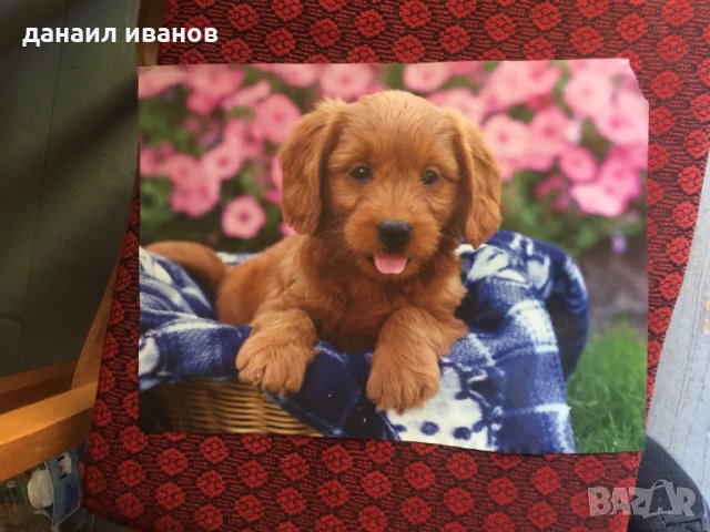 Плакат кученце , снимка 1 - Детски книжки - 29279864
