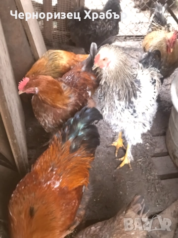 Домашни петли , снимка 7 - Кокошки и пуйки - 52431887