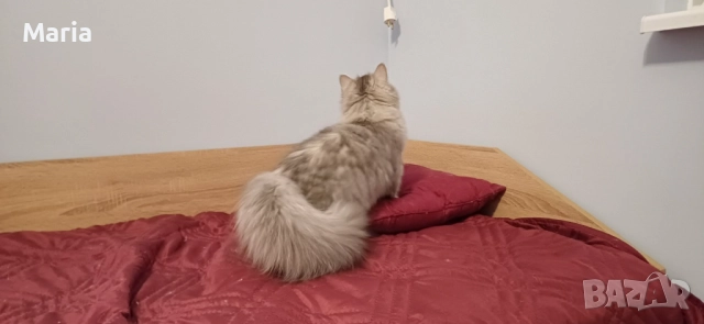 Персийски котета, снимка 2 - Персийска - 47166109