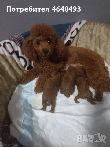 Той Пудел, снимка 4 - Пудели - 52416748