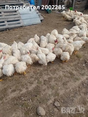 бройлери порода Росс 308, снимка 6 - Кокошки и пуйки - 53995333