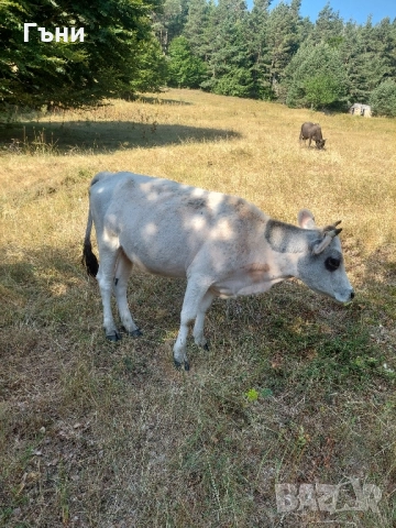 крави юници телета, снимка 11 - Крави - 51529893