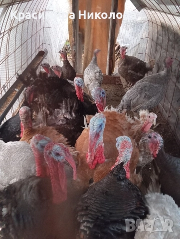 Пуйки и пуяци продава., снимка 2 - Кокошки и пуйки - 52691875