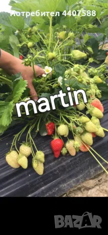 Разсад ягоди , снимка 8 - Разсади - 49726266