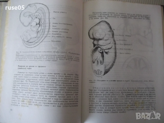 Книга "Ембриология на човека - Ив. Георгиев" - 164 стр., снимка 6 - Специализирана литература - 53222066