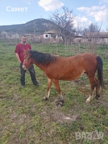 Продавам Кон на 18 месеца 