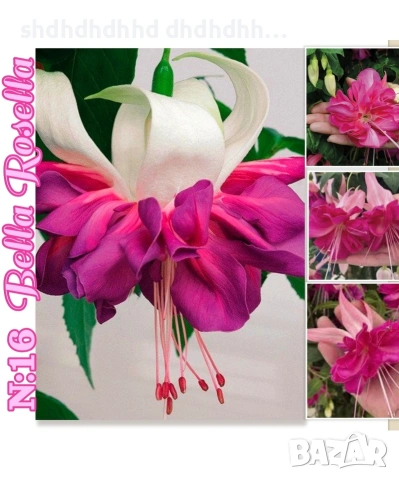 Каскадна Фуксия , снимка 5 - Градински цветя и растения - 54270784