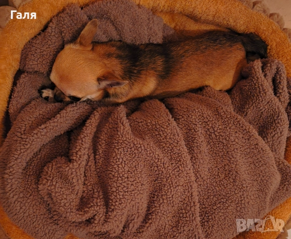 чихуахуа , снимка 7 - Чихуахуа - 52796812