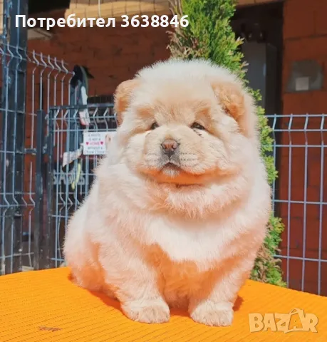 Чау Чау, снимка 3 - Чау Чау - 49809464