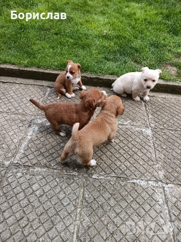 ПОДАРЯВАМ малки кученца , снимка 13 - Други - 51444287