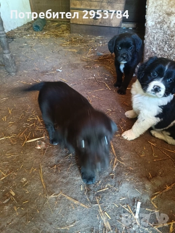 кокер шпаньол подарявам, снимка 2 - Кокер шпаньол - 54351772