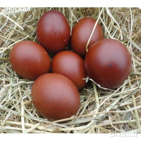 Продавам разплодни яйца от Маран, снимка 5 - Кокошки и пуйки - 50637080