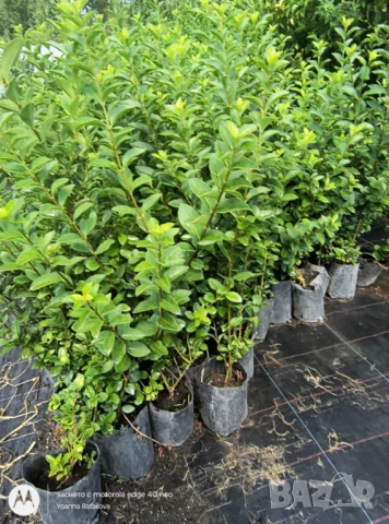 Лигуструм вечнозелен, снимка 2 - Градински цветя и растения - 51128599