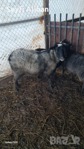 РОМАНОВСКА , снимка 6 - Други животни - 53193594