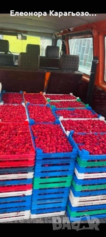 Качествен разсад ягоди и малини, снимка 8 - Разсади - 53879236