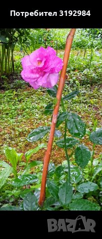 Храстовидна роза , снимка 1 - Градински цветя и растения - 38363773