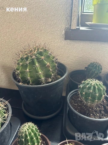 Кактуси -различни размери , снимка 4 - Стайни растения - 53933143