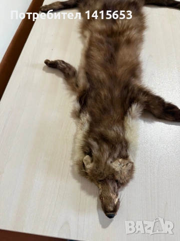 Продавам препарирана кожа белка, пор