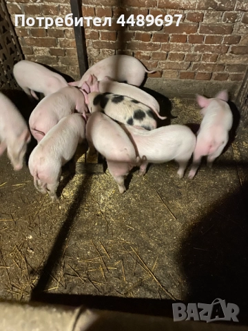 Малки прасета Силистра, снимка 2 - Прасета - 52897645